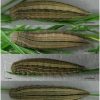 prot afra larva6 volg1